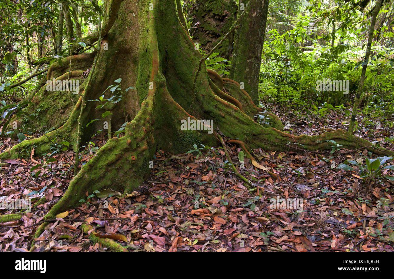 Tronco e le radici di un grande albero, Uganda, Parco nazionale impenetrabile di Bwindi Foto Stock