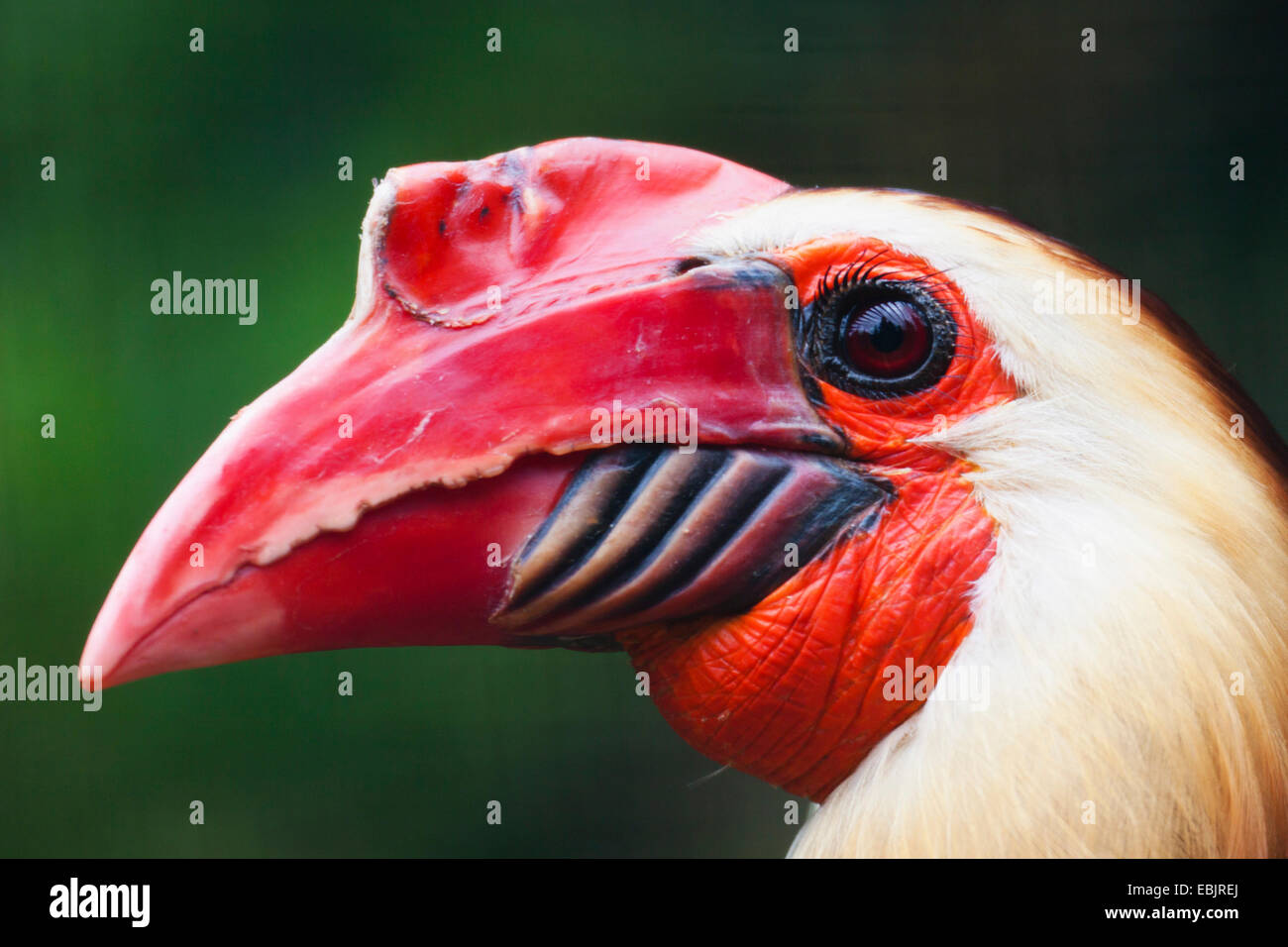 Bianco-guidato hornbill (Aceros leucocephalus), ritratto Foto Stock