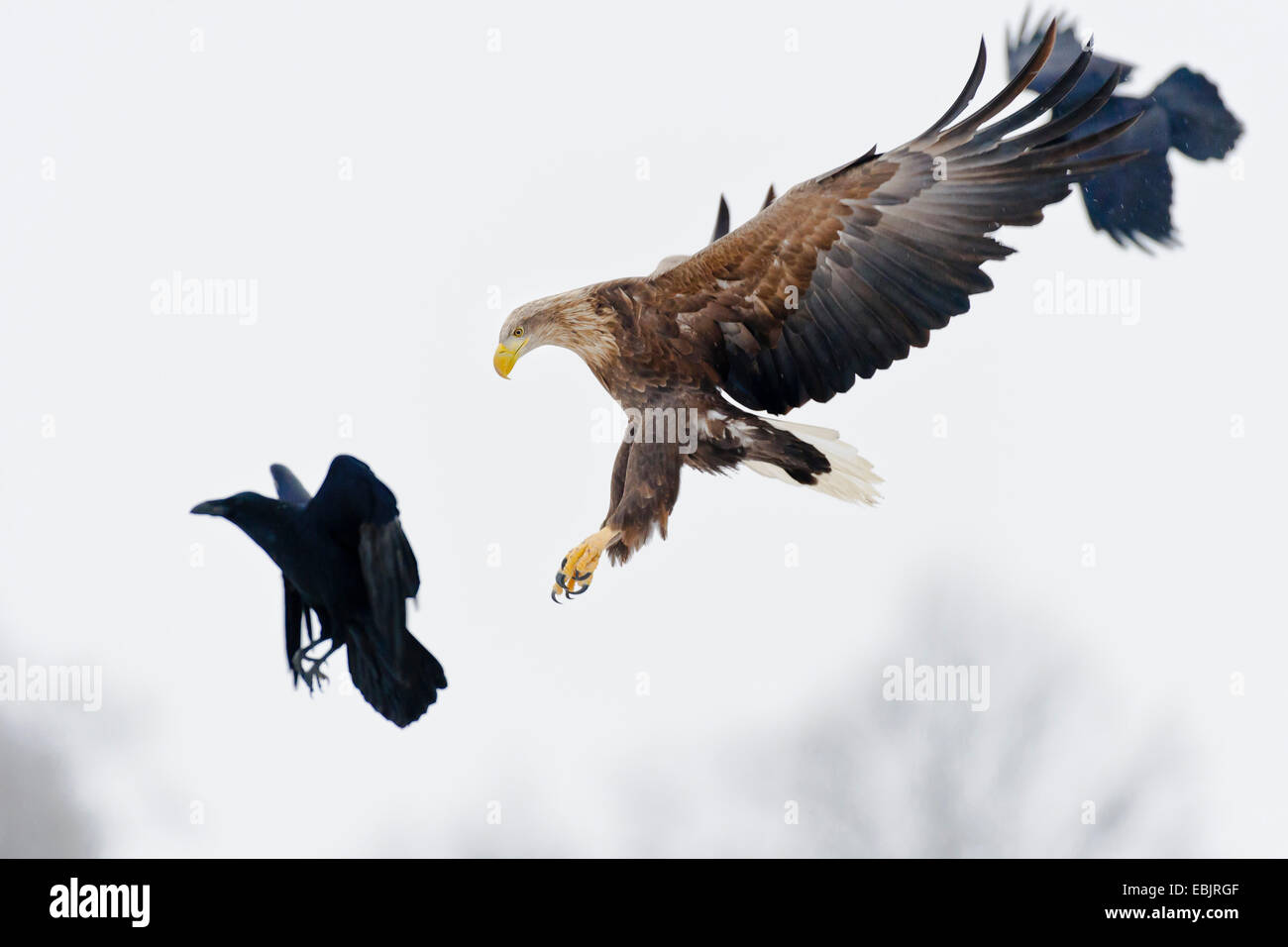 White-tailed sea eagle (Haliaeetus albicilla), atterraggio con i corvi, Germania, Meclemburgo-Pomerania, Feldberger Seenlandschaft Foto Stock