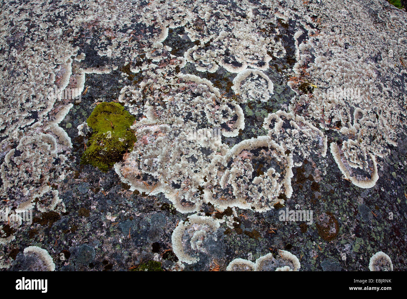 Lichene verde (Clairmont conspersa), su una roccia, Svezia, Lapponia, Muddus NP Foto Stock