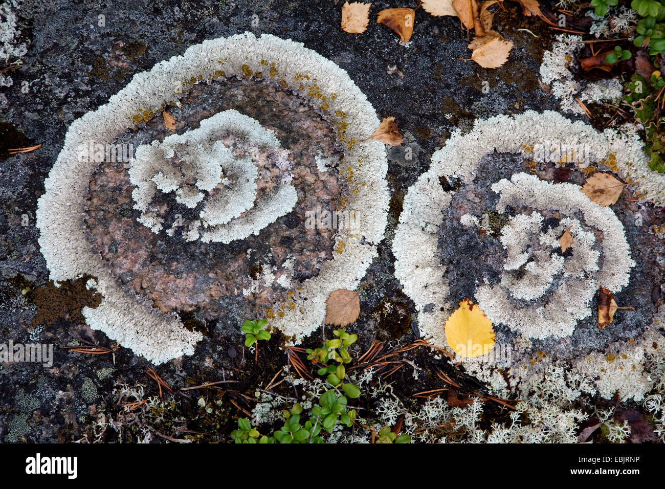 Lichene verde (Clairmont conspersa), su una roccia, Svezia, Lapponia, Muddus NP Foto Stock