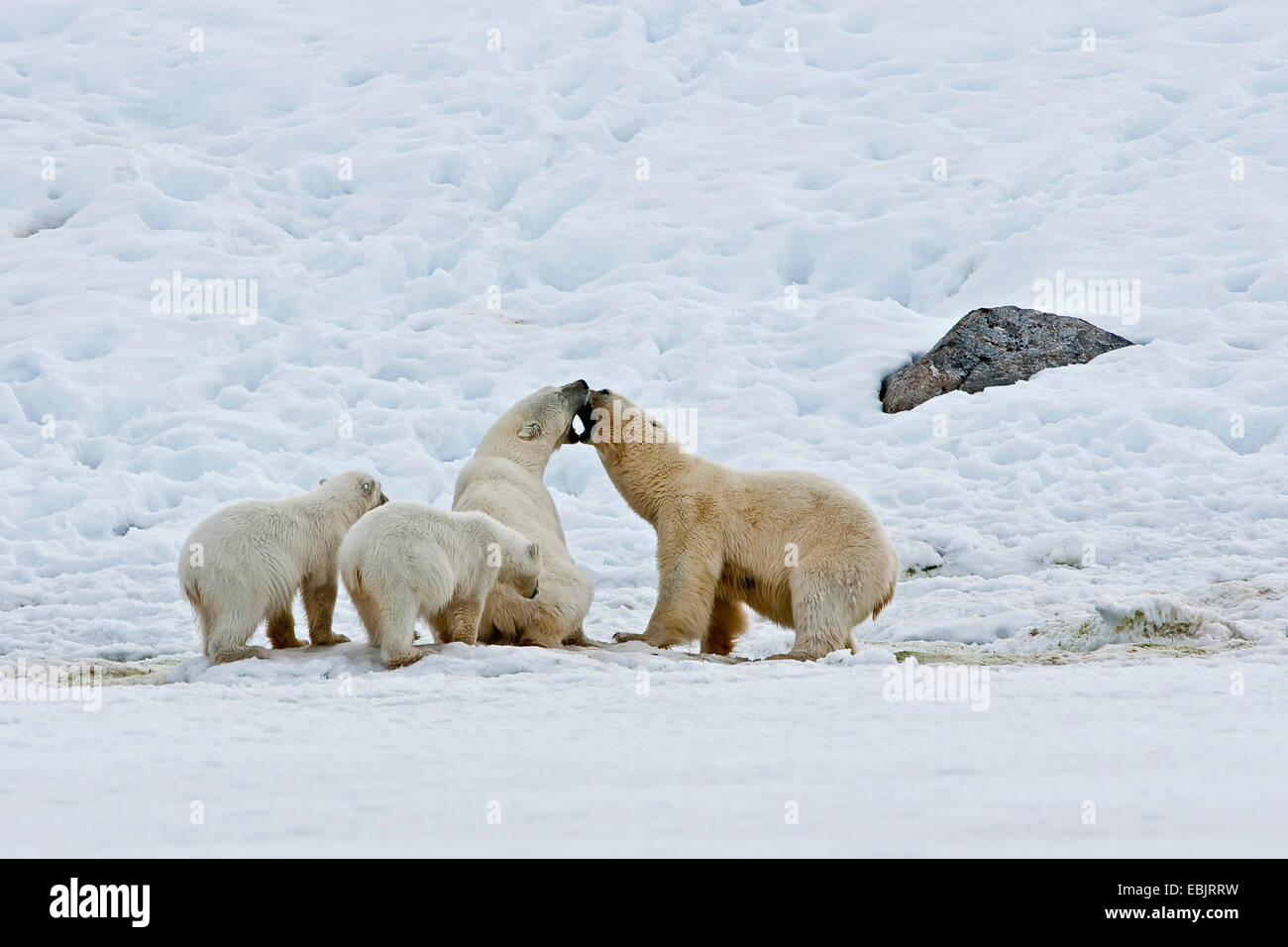 Orso polare (Ursus maritimus), rivali lottano per alimentazione, Norvegia Isole Svalbard Foto Stock
