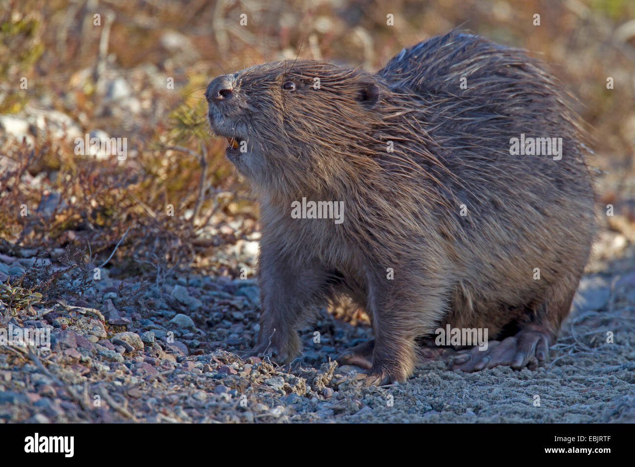 Eurasian castoro europeo castoro (Castor fiber), in piedi, Svezia, Fulufjaellet Parco Nazionale Foto Stock