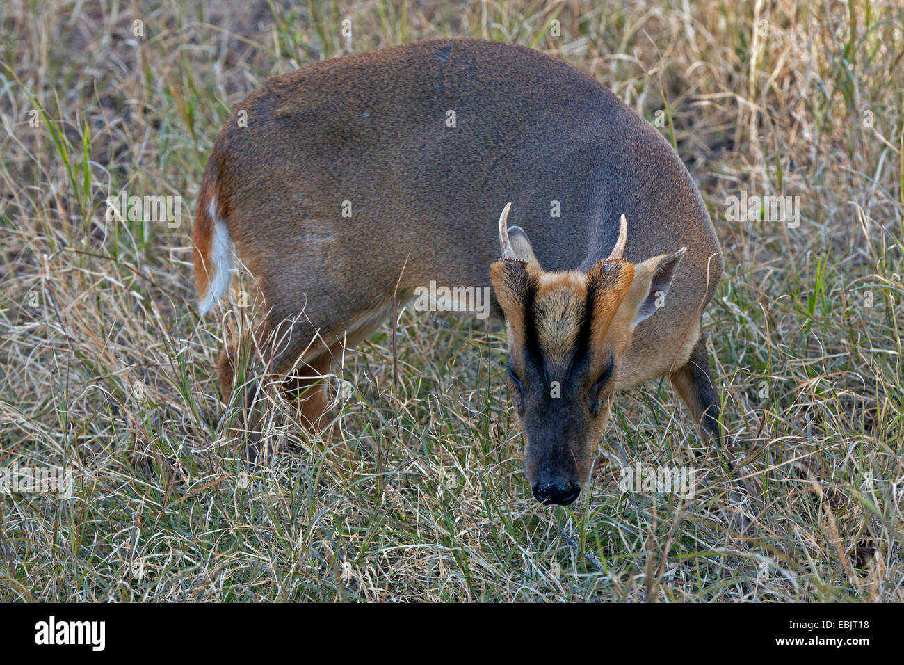 Muntjacs, barking deer (cfr. Muntiacus reevesi), maschio Foto Stock