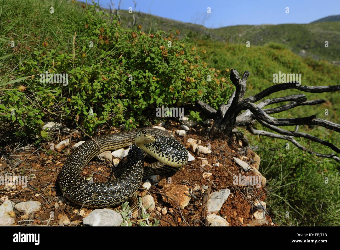 Frusta balcanica snake (Hierophis gemonensis; Coluber gemonensis ), a prendere il sole su un esposto spot di rifiuti presso un densly cresciuto pendenza, Grecia KITHIRA Foto Stock