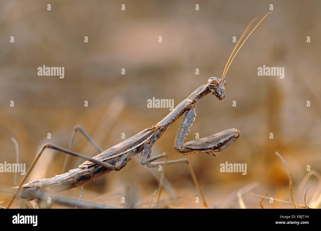 Mantis seduti sulla terra asciutta in agguato, Cipro Foto Stock