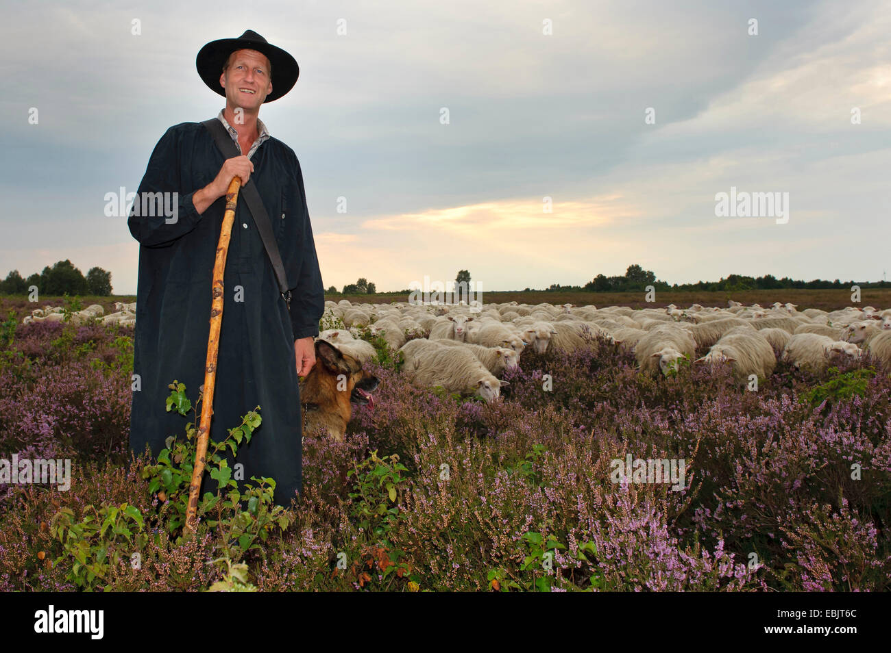 Pastore con il gregge di pecore nella brughiera, Germania, Bassa Sassonia, Rehdener Geestmoor Foto Stock