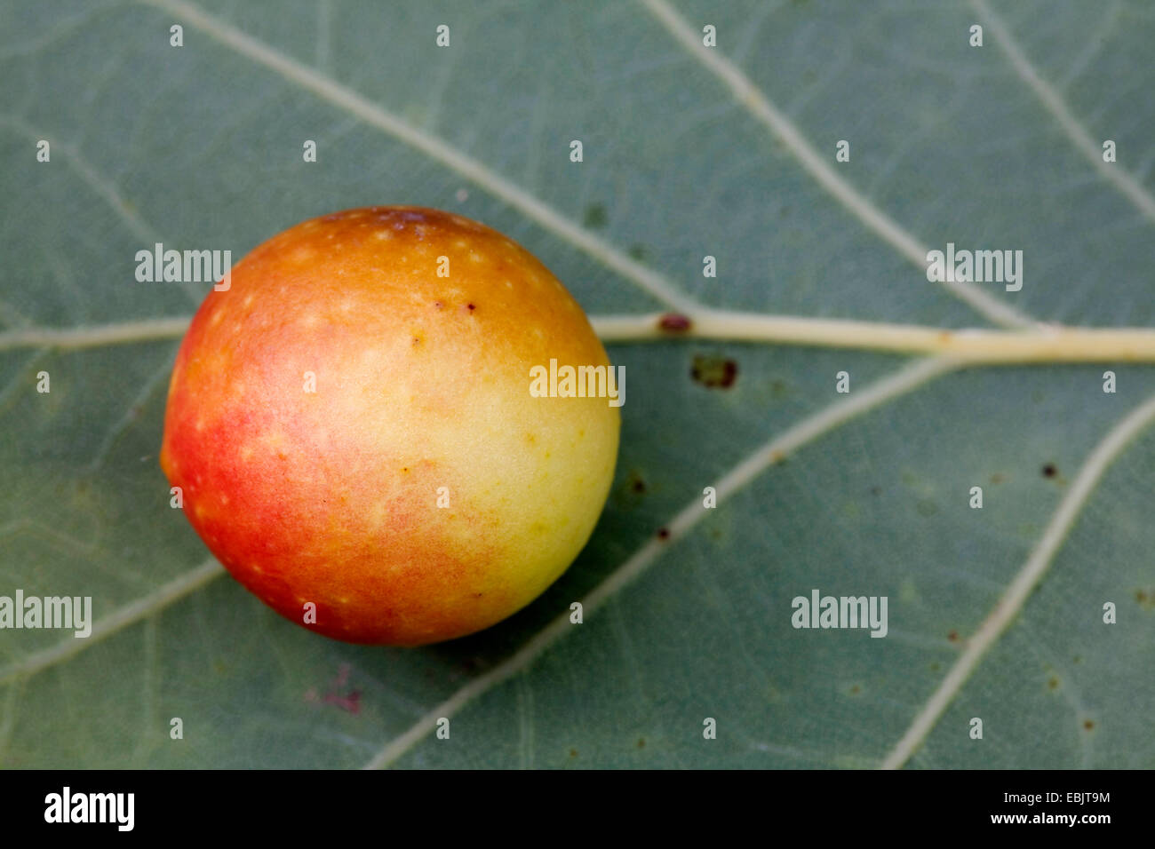 Quercia comune gallwasp, foglia di quercia cherry-gall cynipid, ciliegia fiele (Cynips quercusfolii), galli su una foglia di quercia, Danimarca, Jylland Foto Stock