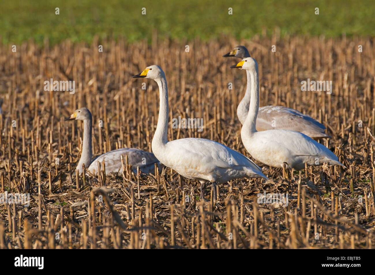Whooper swan (Cygnus Cygnus), quattro whooper cigni su campo di stoppie, Germania, Bassa Sassonia Foto Stock