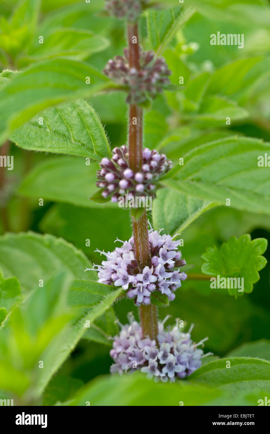 Il mais di menta, menta di campo (Mentha arvense), fioritura, Germania, Schleswig-Holstein Foto Stock