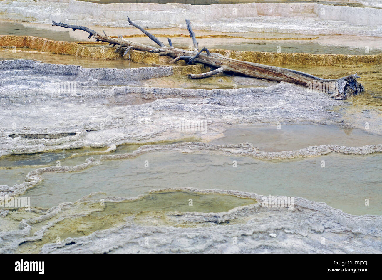 Terrazze di agglomerato di Mammoth Hot Springs, Stati Uniti d'America, Wyoming, il Parco Nazionale di Yellowstone Foto Stock