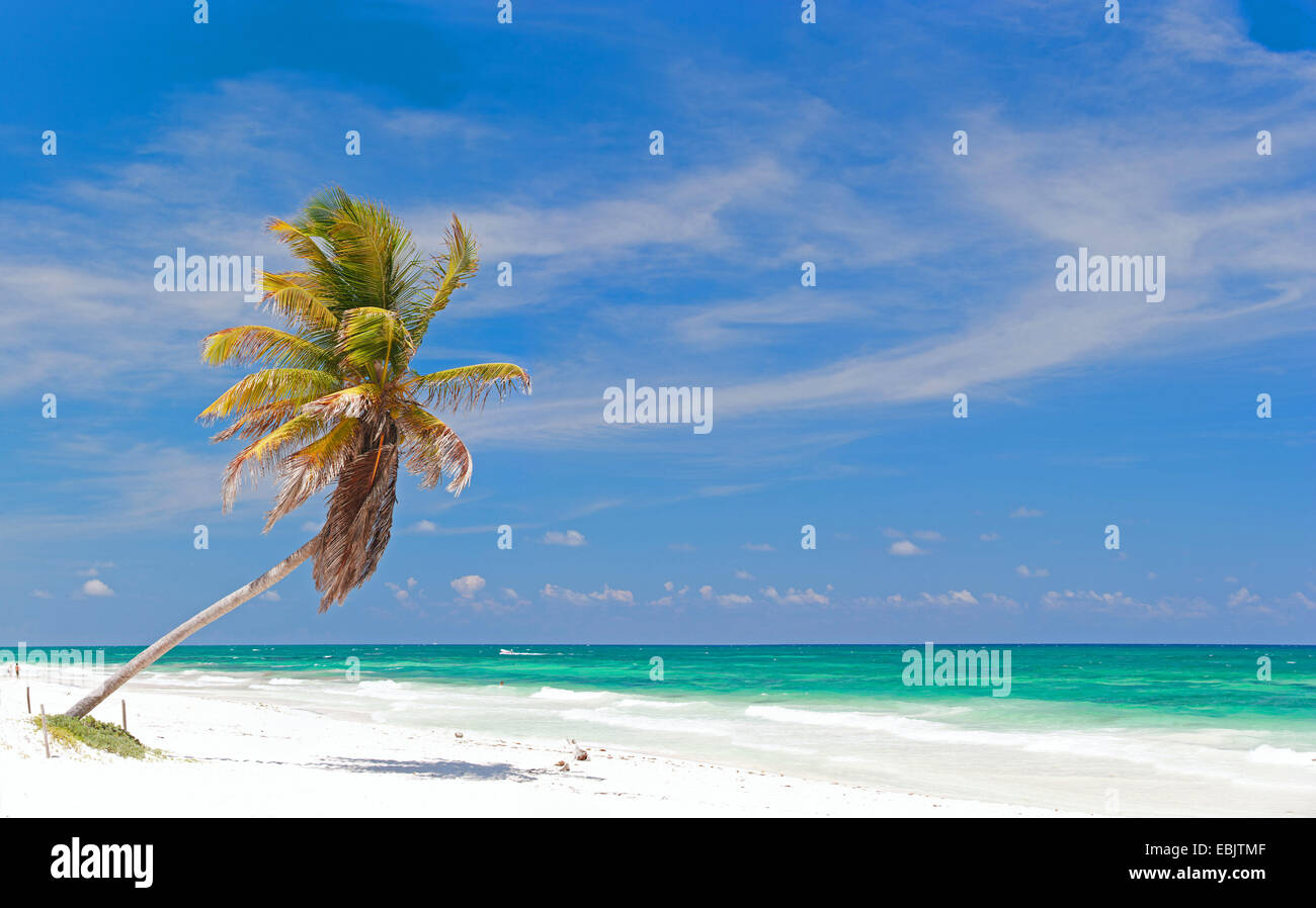 Palma da cocco (Cocos nucifera), palme da cocco in spiaggia caraibica in Tulum, Messico Foto Stock