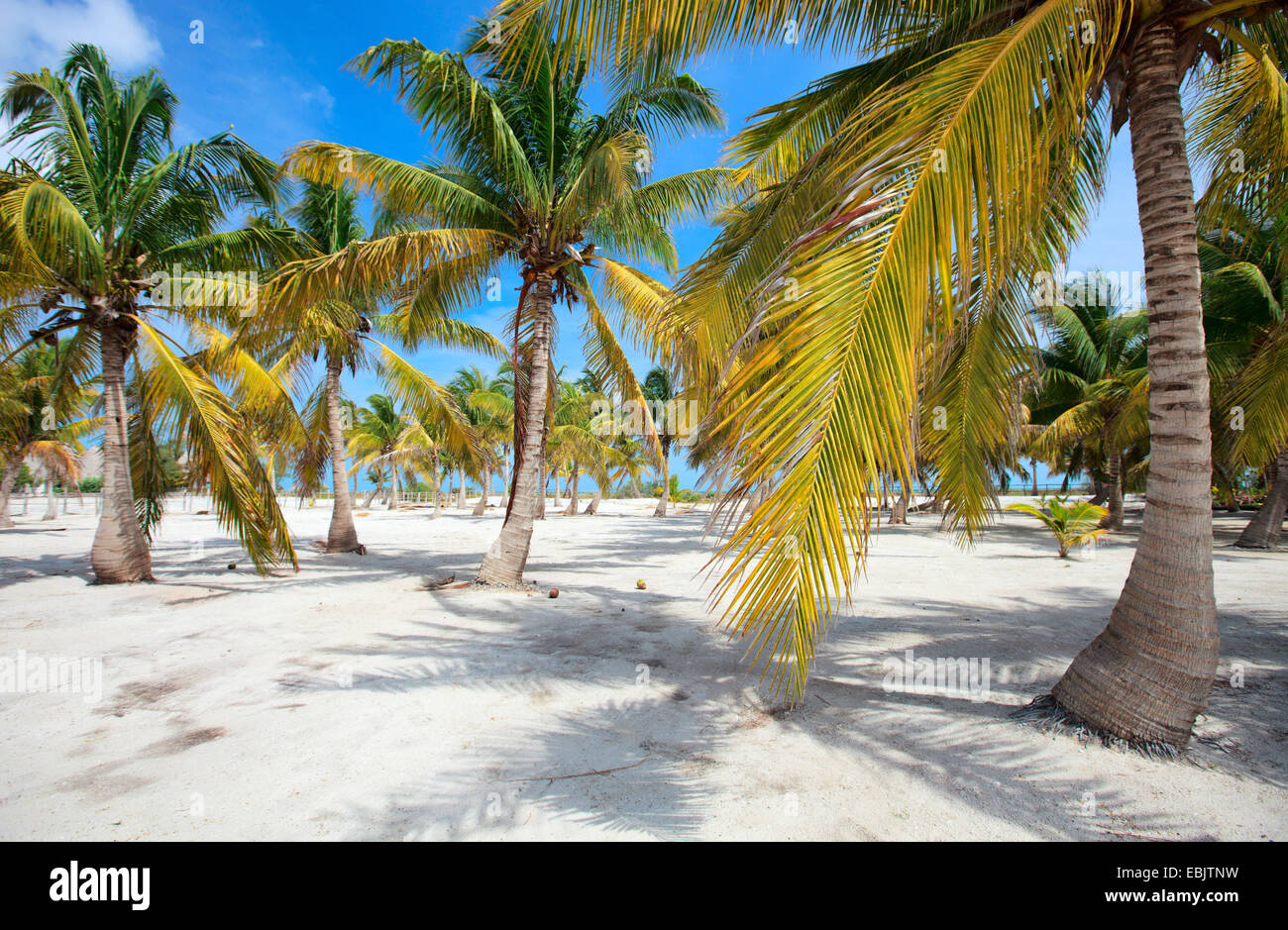 Le palme a costa tropicale sull'isola di Holbox, Messico Foto Stock