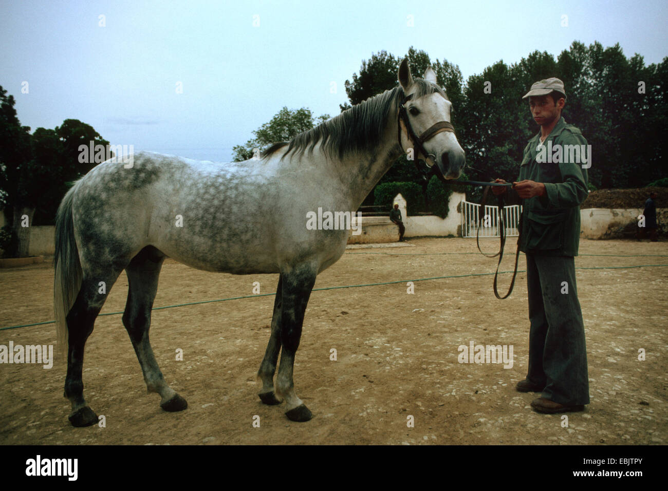 Cavalli domestici (Equus przewalskii f. caballus), pezzata-grigio, attraversamento di Berber e arabo Foto Stock