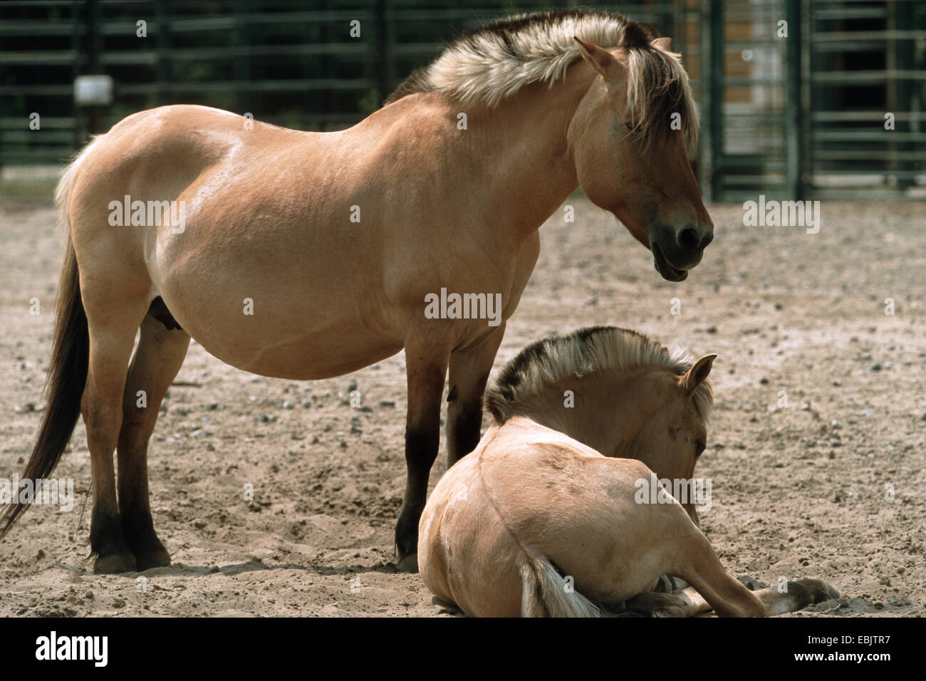 Fjord cavallo, norvegese cavallo (Equus przewalskii f. caballus), due cavalli in un maneggio Foto Stock