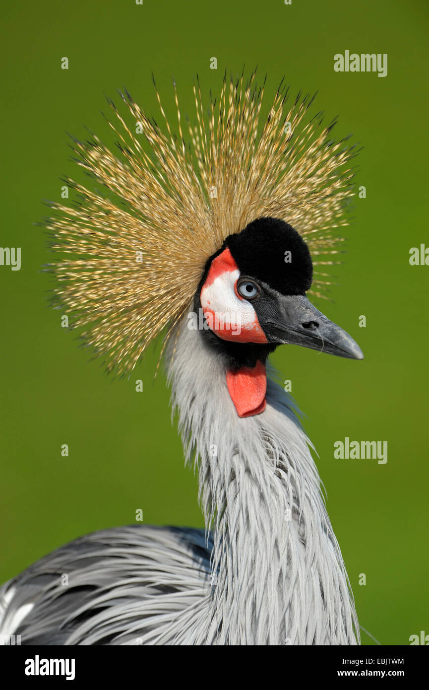 South African Crowned Crane, Grey Crowned Crane (Balearica regulorum), ritratto Foto Stock