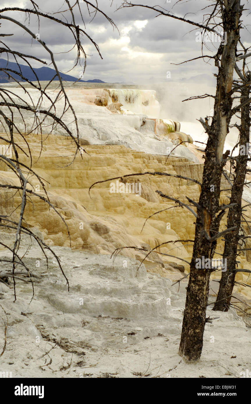 Terrazze di agglomerato di Mammoth Hot Springs, Stati Uniti d'America, Wyoming, il Parco Nazionale di Yellowstone Foto Stock