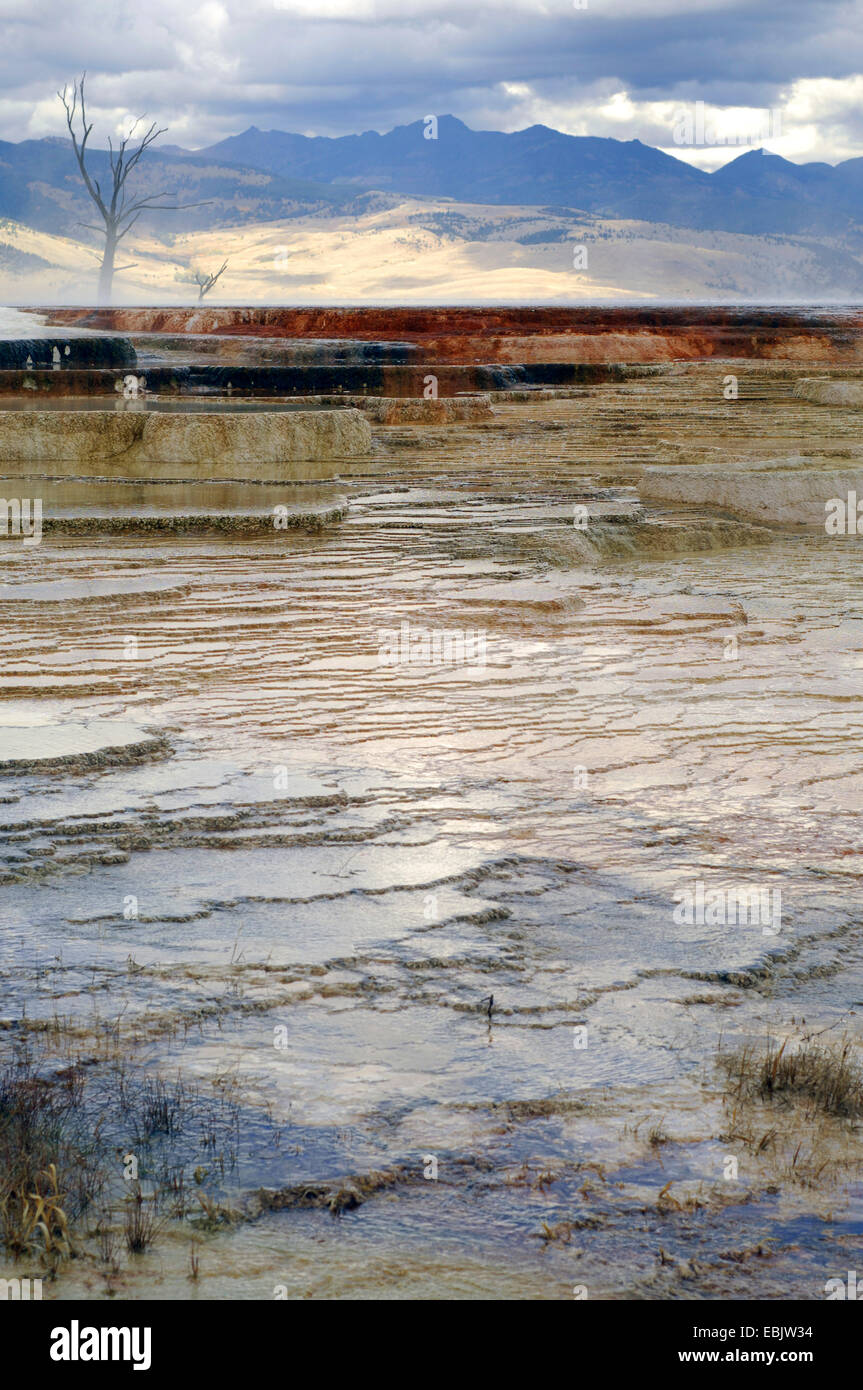 Mammoth Hot Springs, Stati Uniti d'America, Wyoming, il Parco Nazionale di Yellowstone Foto Stock