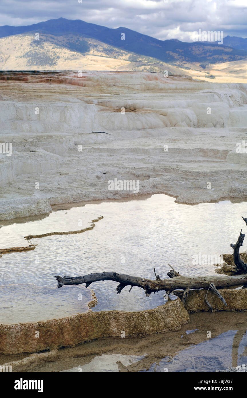 Mammoth Hot Springs, Stati Uniti d'America, Wyoming, il Parco Nazionale di Yellowstone Foto Stock