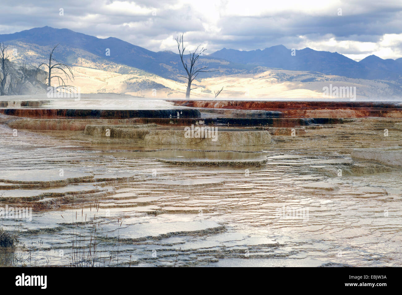 Terrazze di agglomerato di Mammoth Hot Springs, Stati Uniti d'America, Wyoming, il Parco Nazionale di Yellowstone Foto Stock