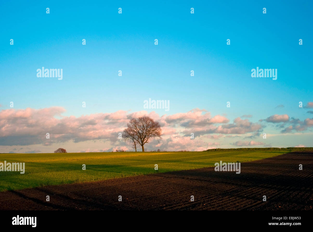 Paesaggio di campo e il singolo albero su una collina nella luce della sera, Germania, Bassa Sassonia, Osterholz, Meyenburg Foto Stock
