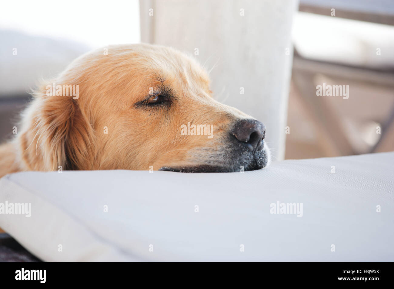 Golden Retriever (Canis lupus f. familiaris), che giace la testa sul cuscino Foto Stock