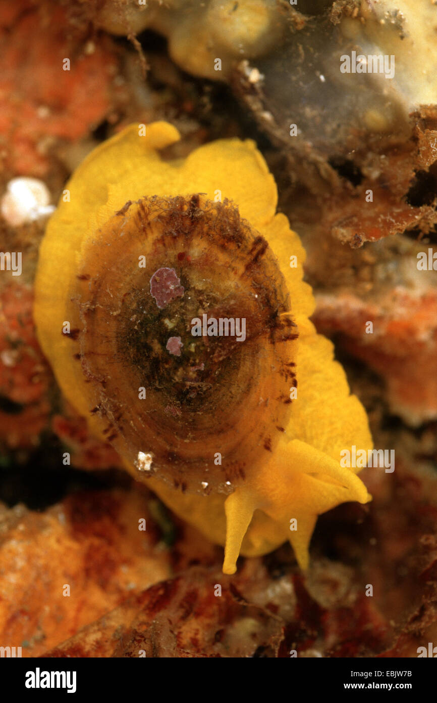 Tylodina perversa (Tylodina perversa), strisciare in corrispondenza di un pannello di vetro di un acquario Foto Stock