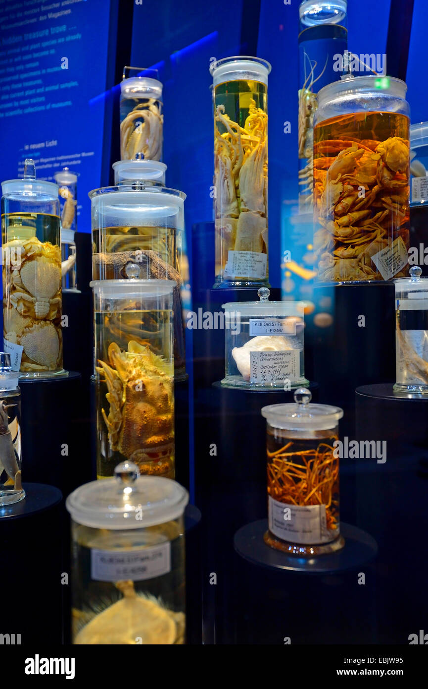 Conserve di animali marini in bicchieri in mostra casi di una mostra Foto Stock