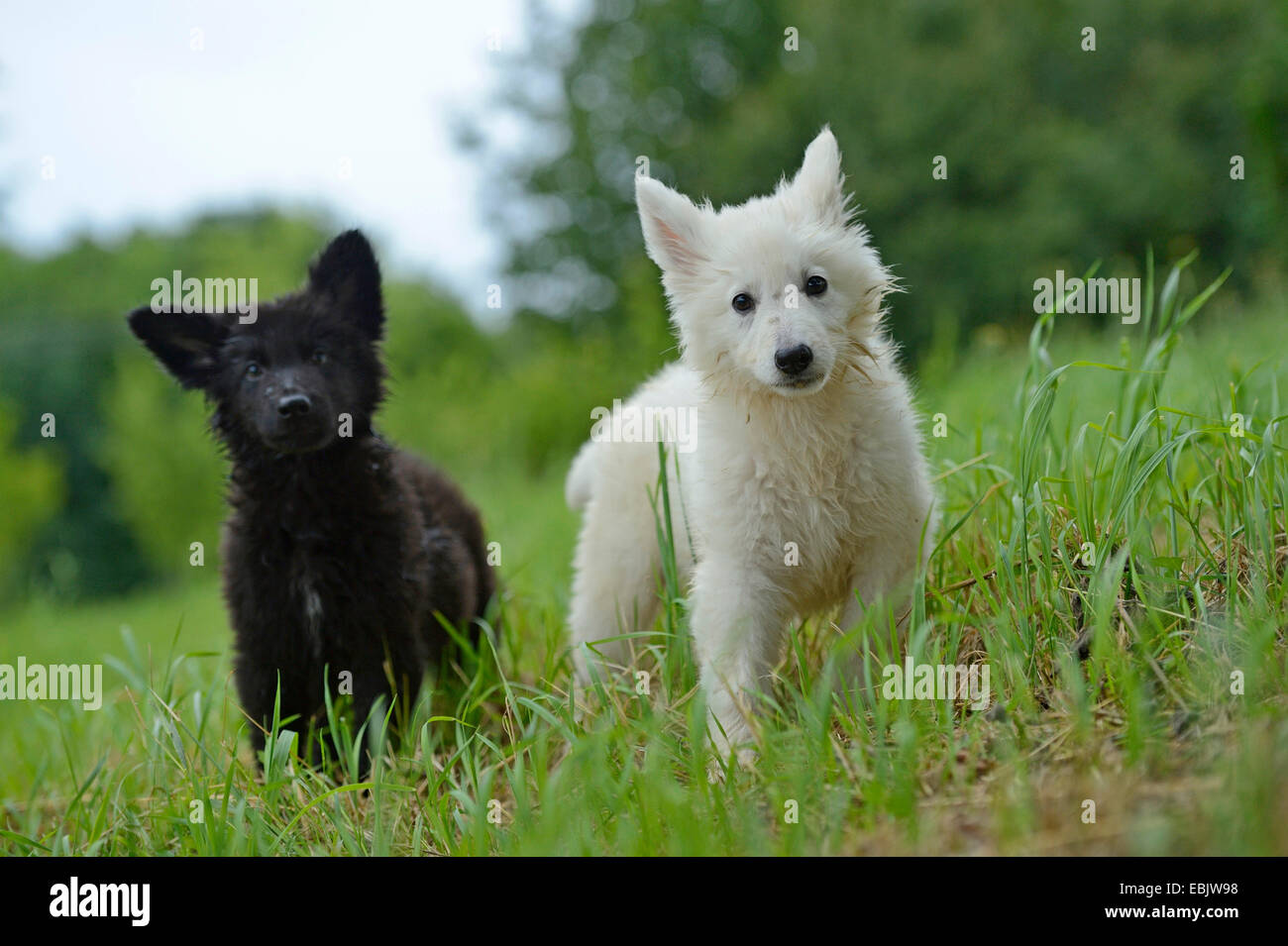 Razza cane (Canis lupus f. familiaris), Thuerner Wolfshound, in bianco e nero il cucciolo in un prato, Germania Foto Stock