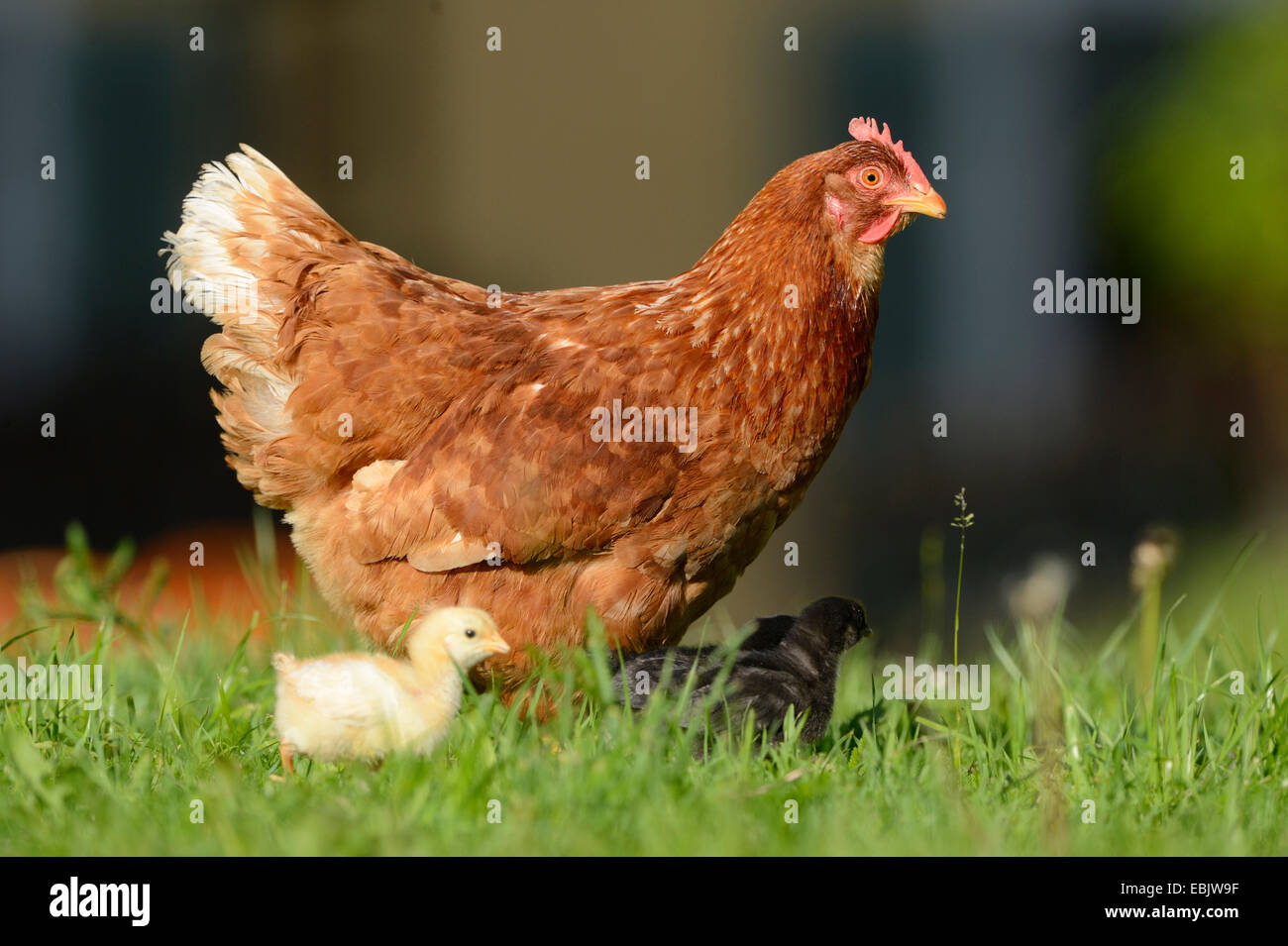 Galli e galline (Gallus gallus f. domestica), con i polli in un prato, Germania Foto Stock