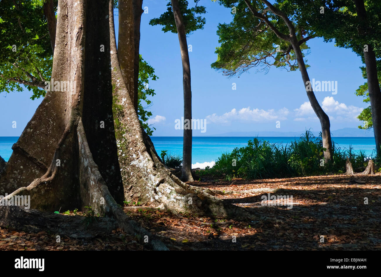 Bug albero con radici quadrate in una foresta pluviale costiera, India, Isole Andaman, Havelock Island Foto Stock