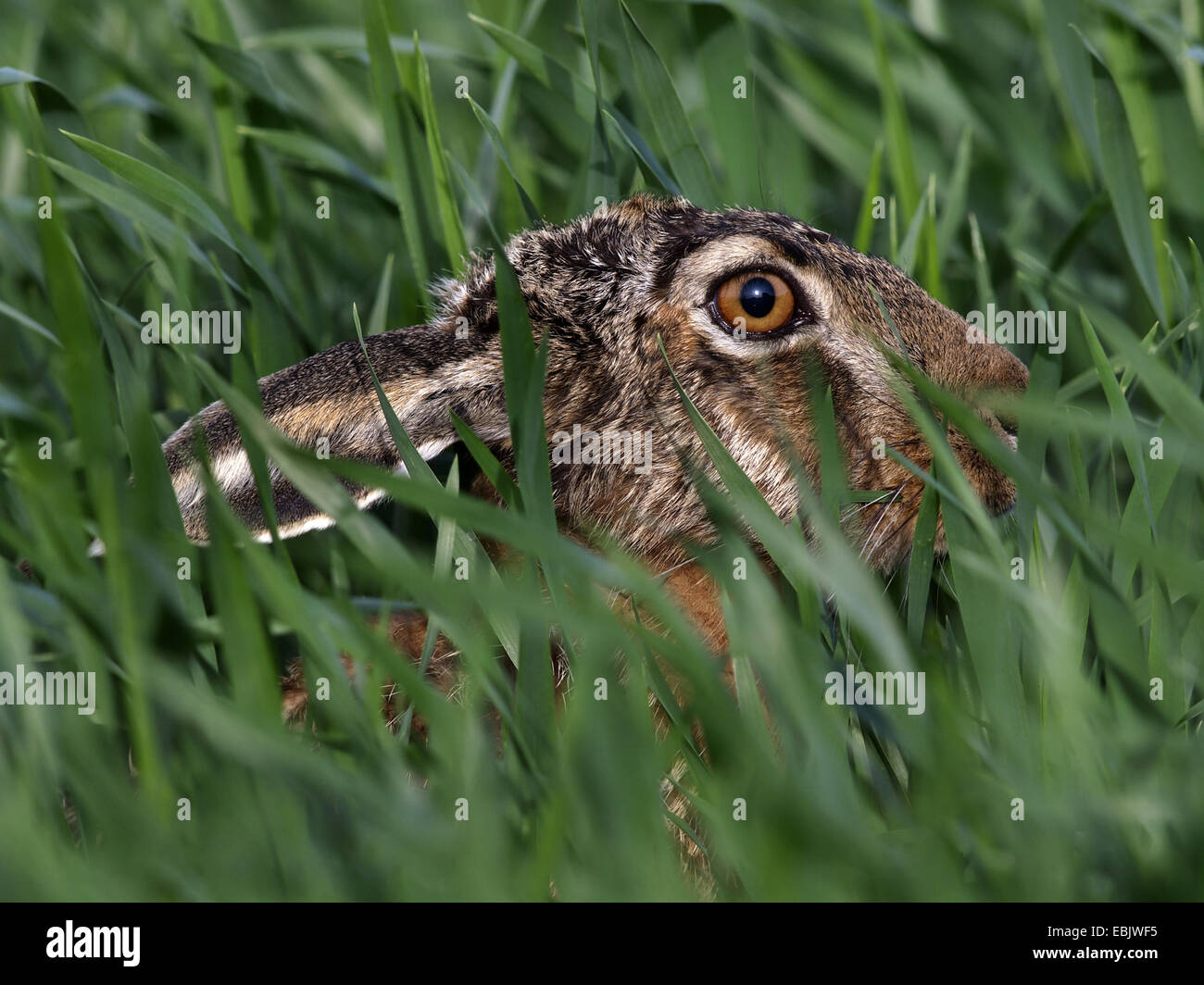 Unione lepre (Lepus europaeus), solo la testa essendo visibile in erba alta, Germania Foto Stock