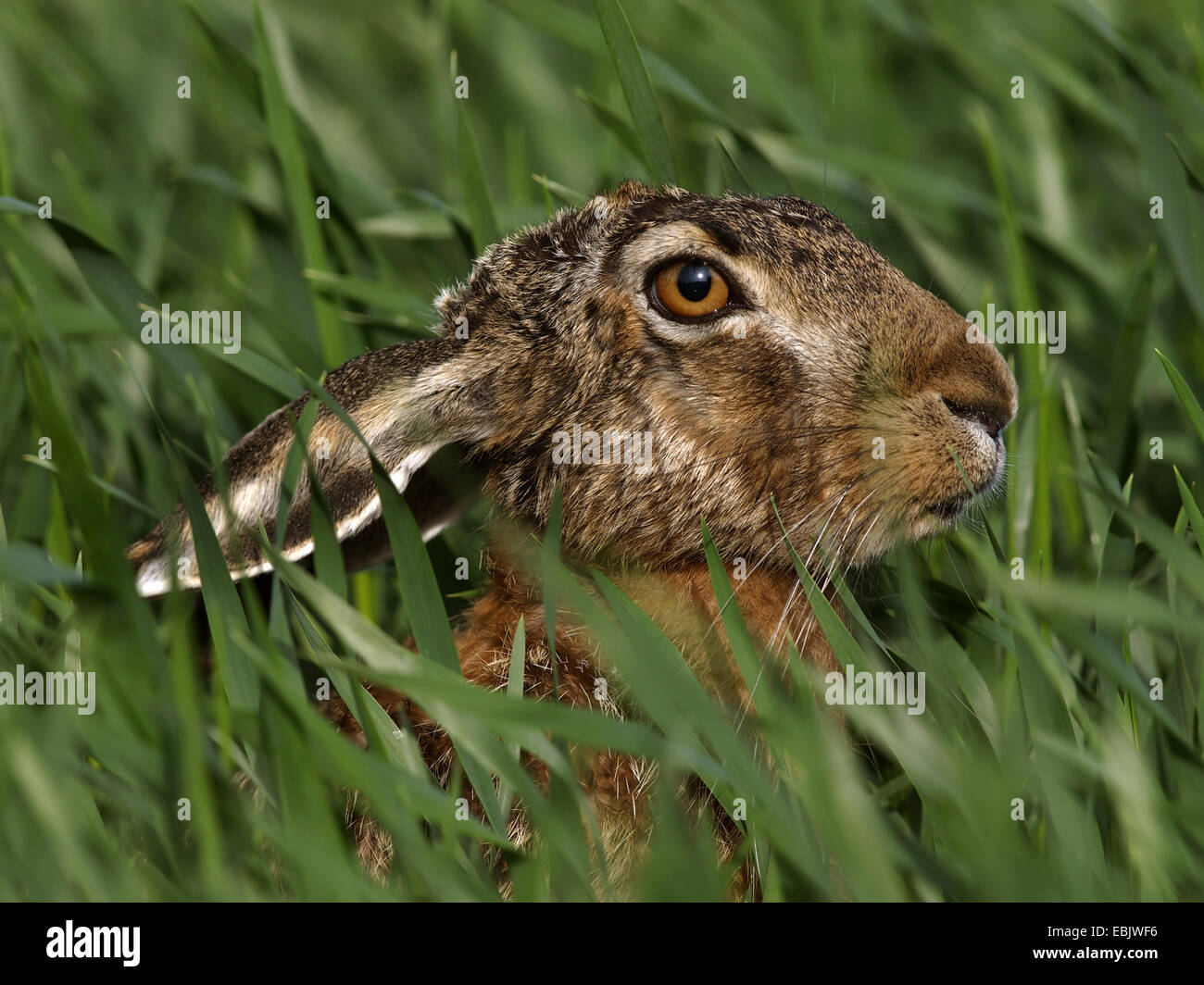 Unione lepre (Lepus europaeus), solo la testa essendo visibile in erba alta, Germania Foto Stock