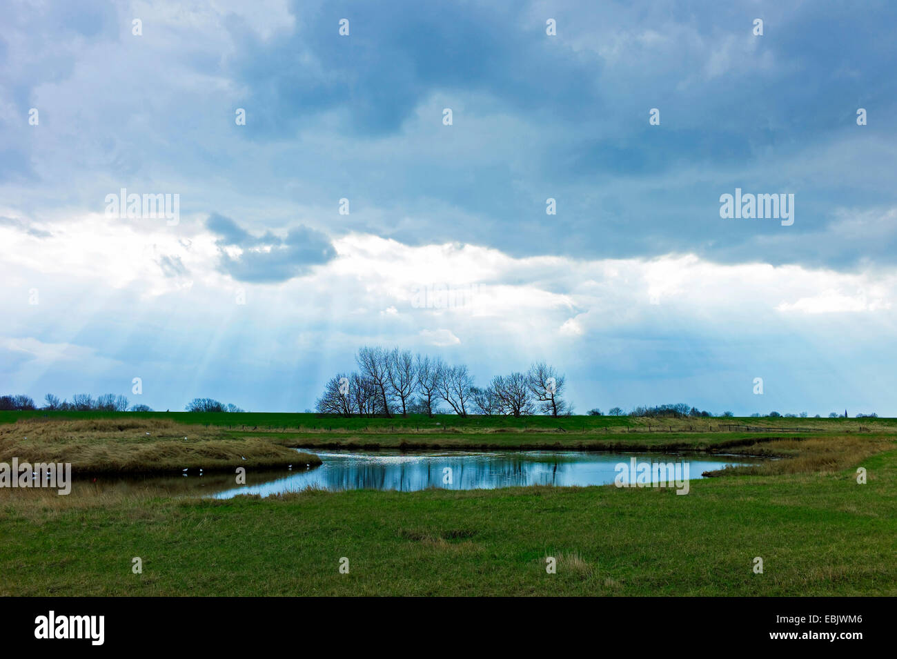Stagno in prati, dyke in background vicino Fedderwardersiel, Germania, Bassa Sassonia, Bassa Sassonia il Wadden Sea National Park, Wesermarsch Foto Stock