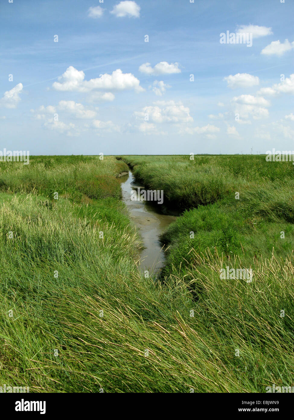 Mare gramigna (Elymus athericus, Agropyron Pungens), la Palude Salata con acqua fossato al mare del Nord, Germania, Bassa Sassonia, Bassa Sassonia il Wadden Sea National Park, Nessmersiel Foto Stock