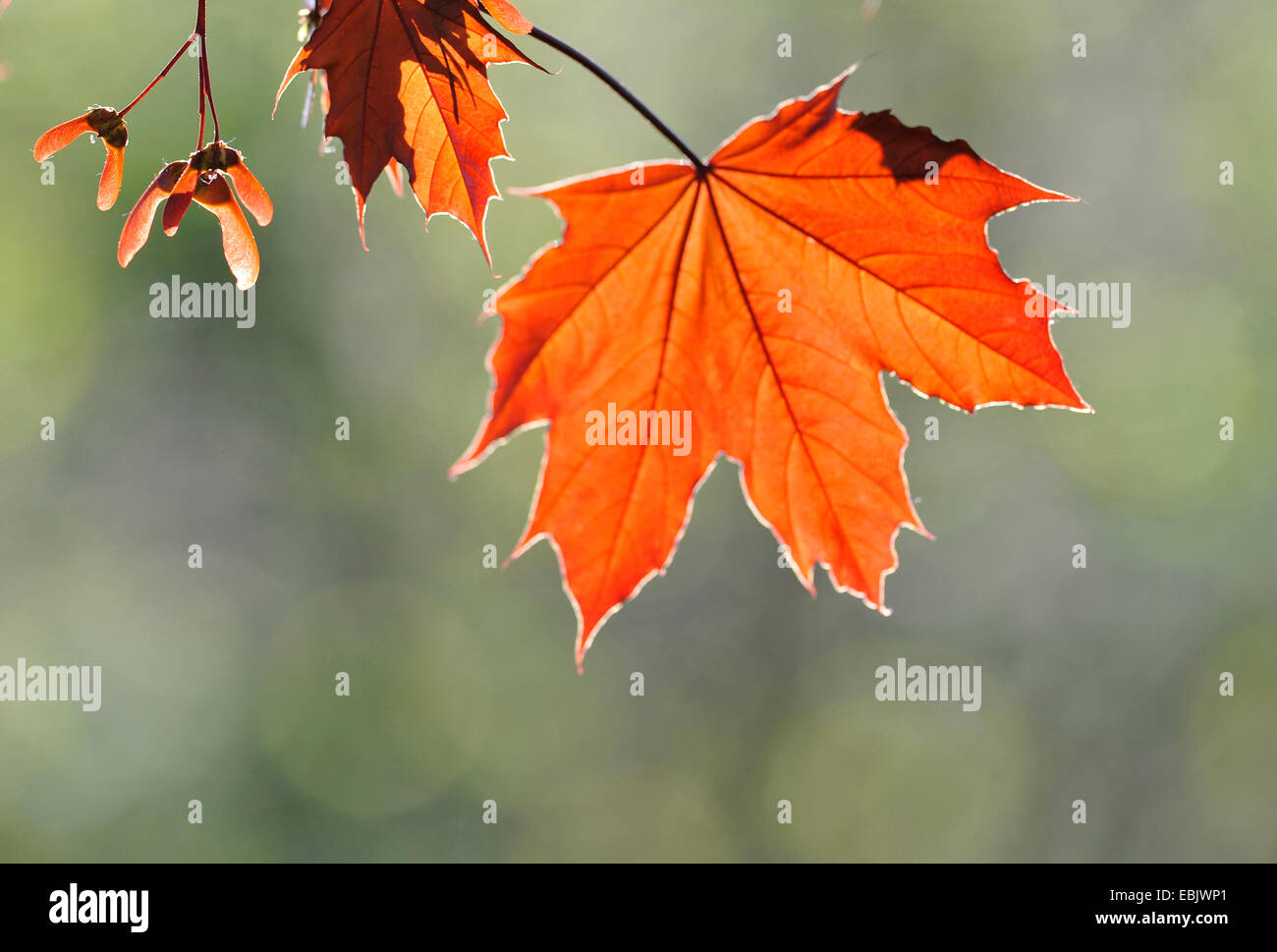 Norvegia (acero Acer platanoides), collezione autunno foglie e frutti in controluce, Francia Foto Stock