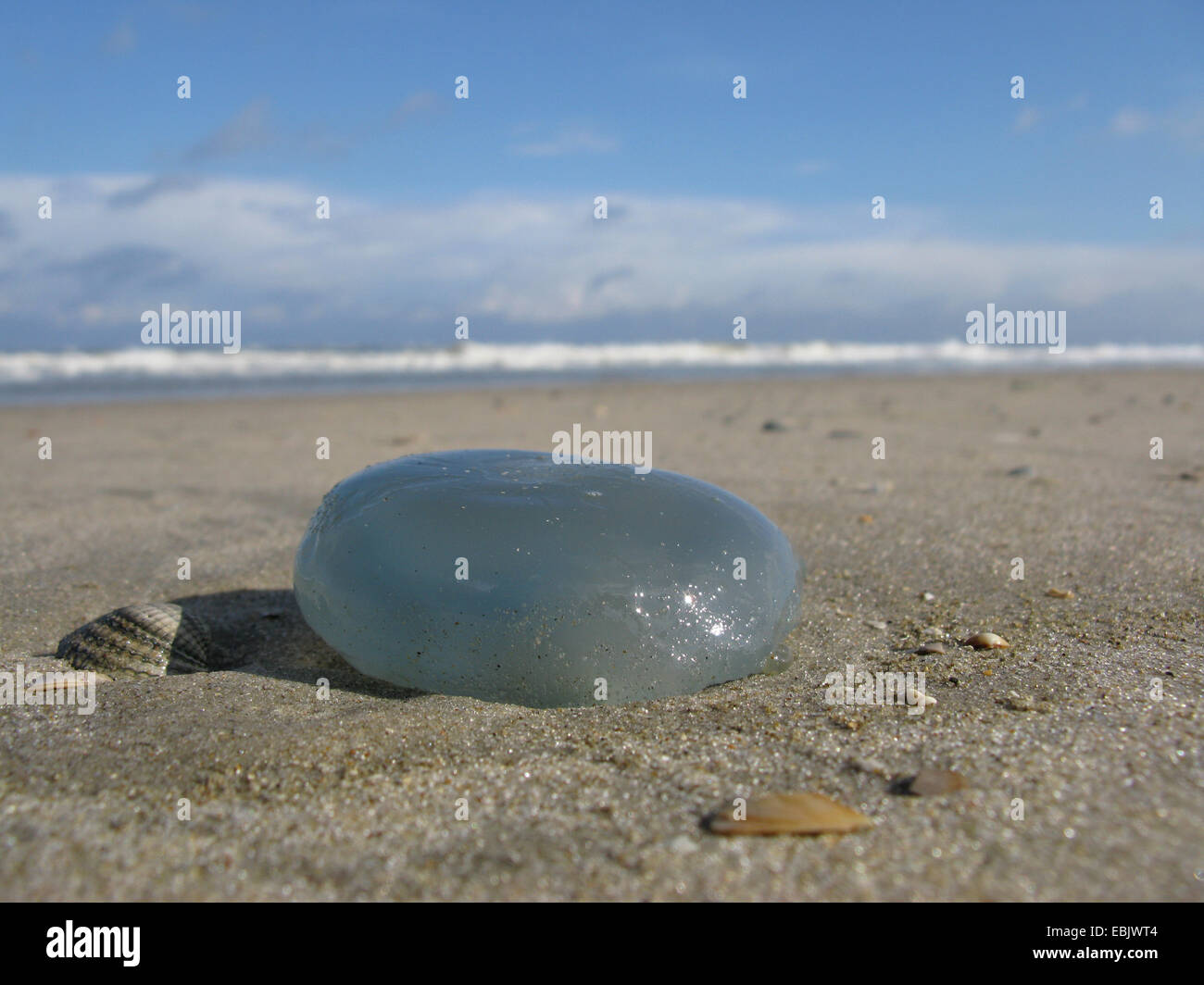 Cavolo cappuccio blu bolla, Rhizostome Medusa (Rhizostoma octopus, Rhizostoma pulmo), lavato fino sulla spiaggia, Germania, Bassa Sassonia, Baltrum Foto Stock