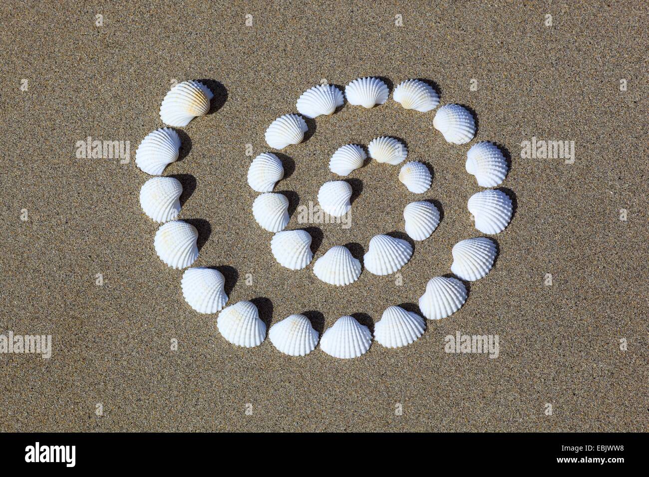 Conchs nella forma di una spirale, Regno Unito, Scozia Foto Stock