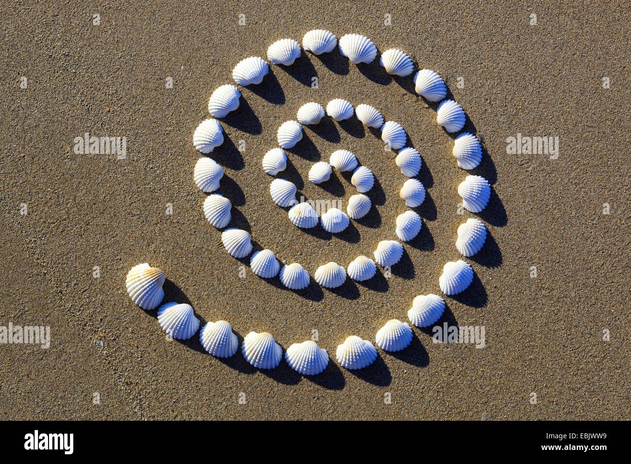 Conchs nella forma di una spirale, Regno Unito, Scozia Foto Stock