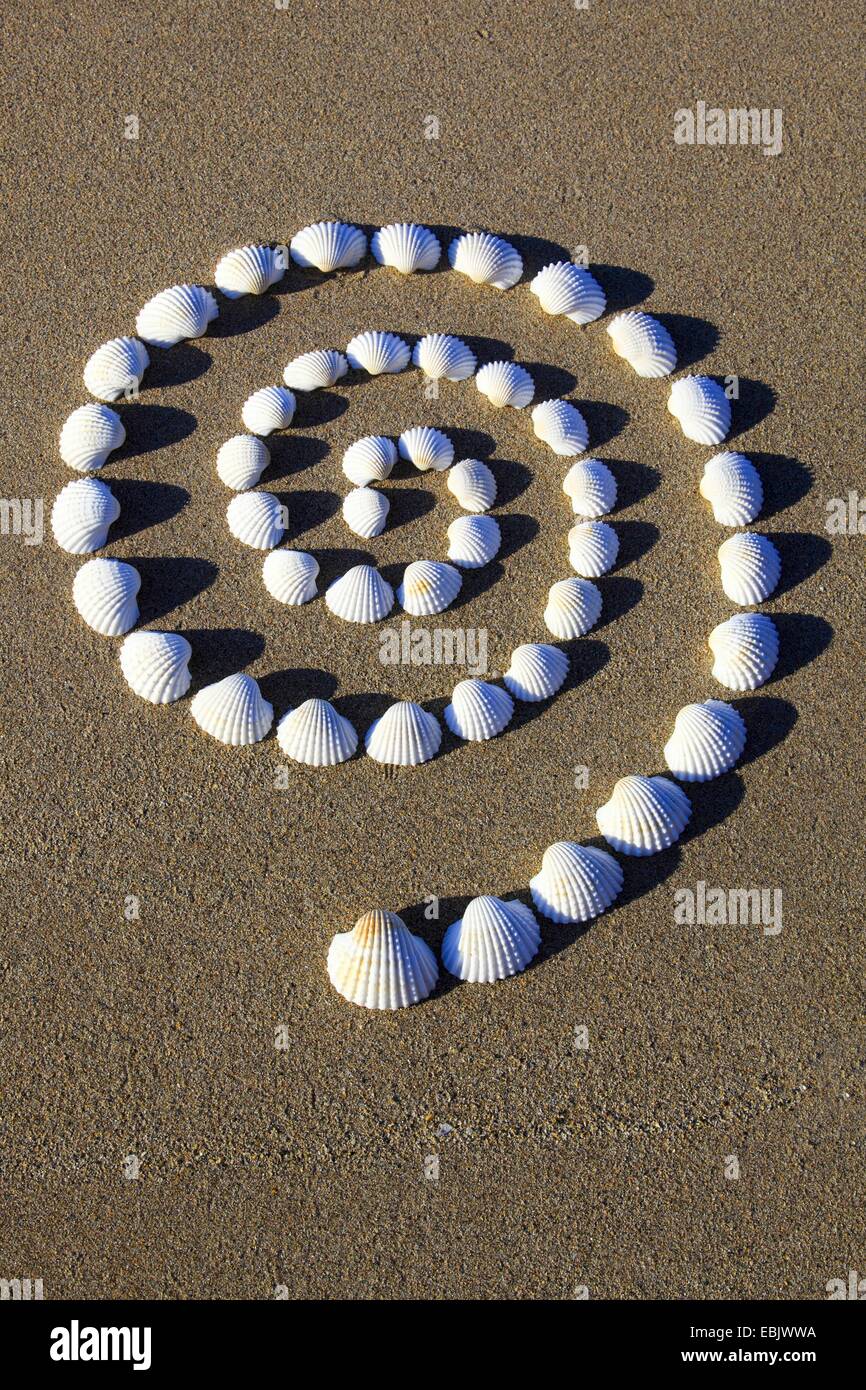 Conchs nella forma di una spirale, Regno Unito, Scozia Foto Stock