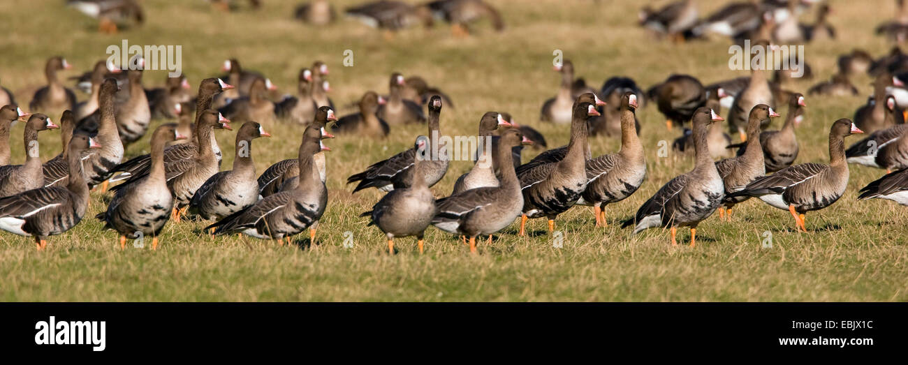 Bianco-fronteggiata goose (Anser albifrons), gregge in un prato, Basso Reno, Bislicher Insel Foto Stock