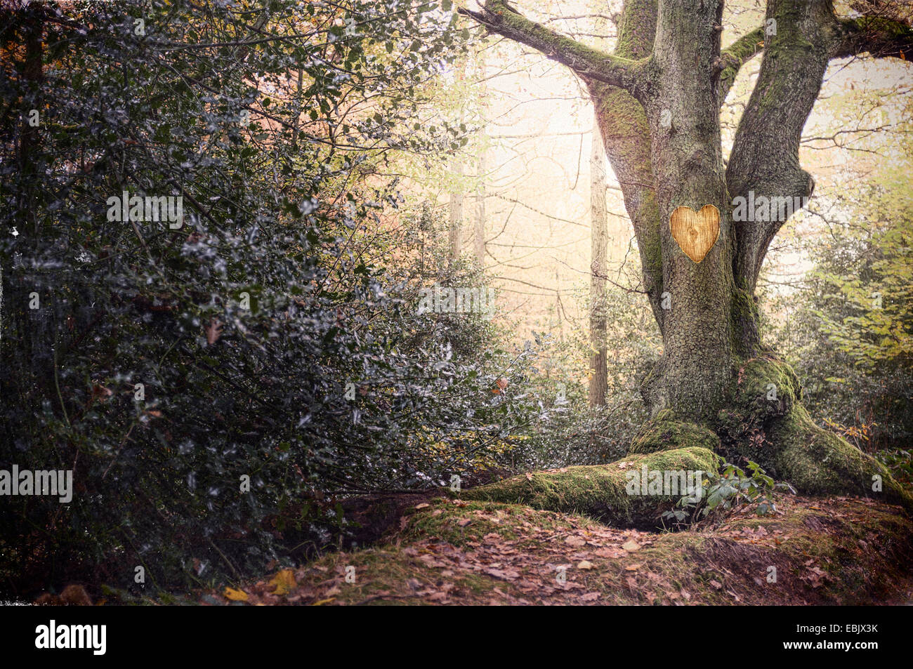 Forma di cuore scolpiti nel vecchio albero nel bosco nebbioso Foto Stock