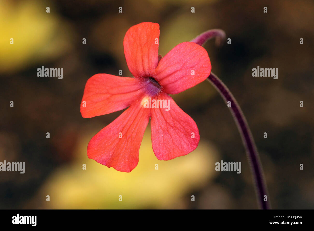 (Butterwort Pinguicula lauedna), fiore Foto Stock