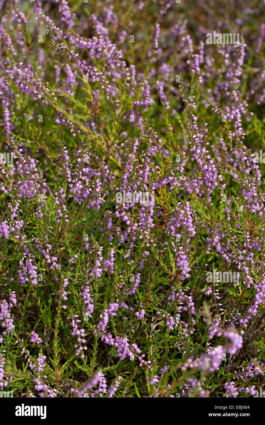 Heather, molva (Calluna vulgaris), fioritura, Germania Foto Stock