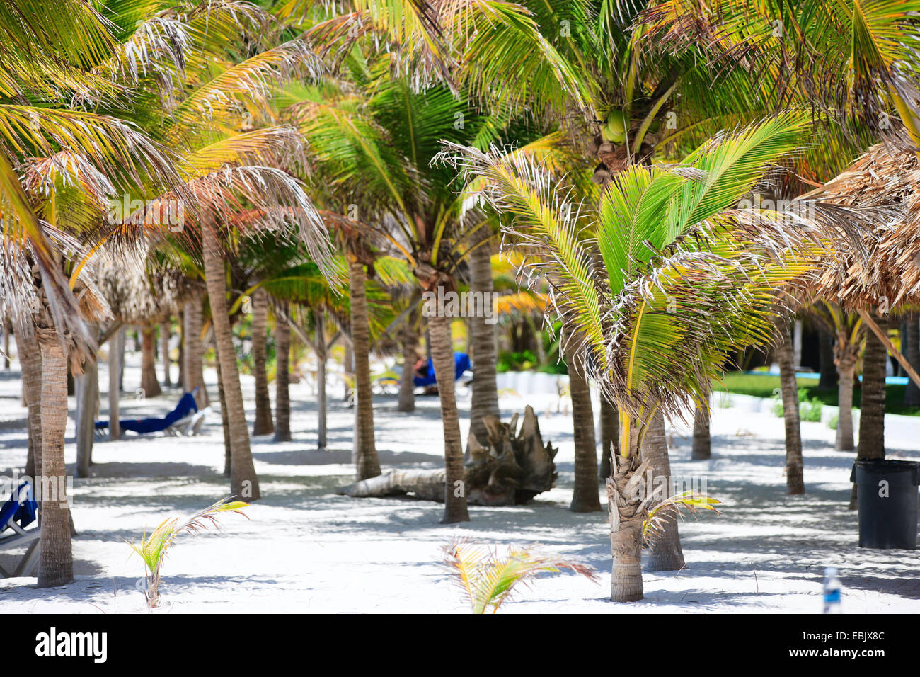 Palm Beach, Messico, Akumal Foto Stock