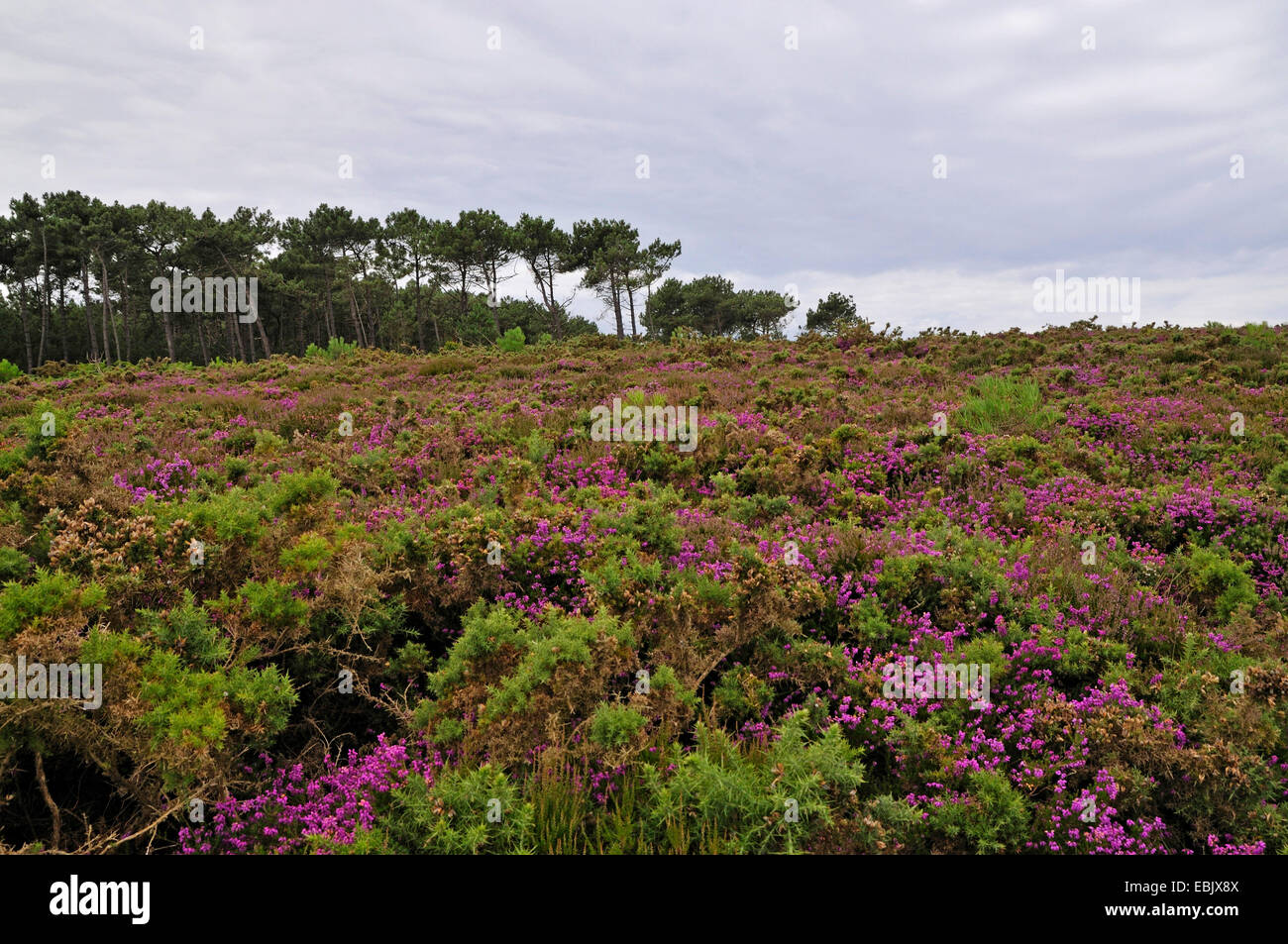 Blooming heath, Francia, Brittany Foto Stock