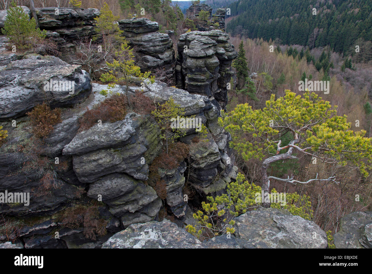 Formazione di arenaria di Bielatal, in Germania, in Sassonia, Svizzera Sassone, Svizzera Sassone National Park Foto Stock