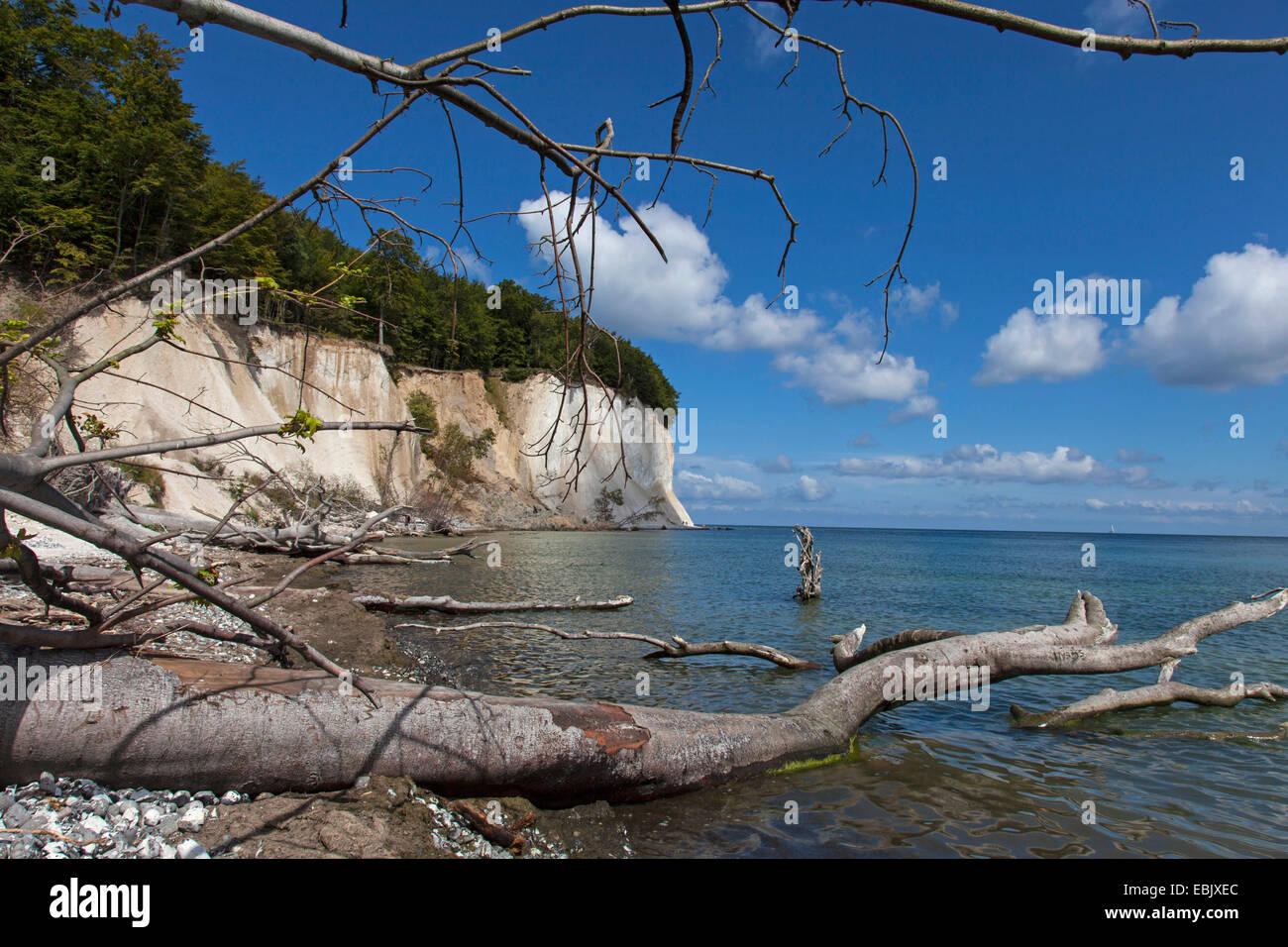 Chalk scogliere con albero morto caduto, la Germania, Meclemburgo-Pomerania, Ruegen, Jasmund National Park Foto Stock