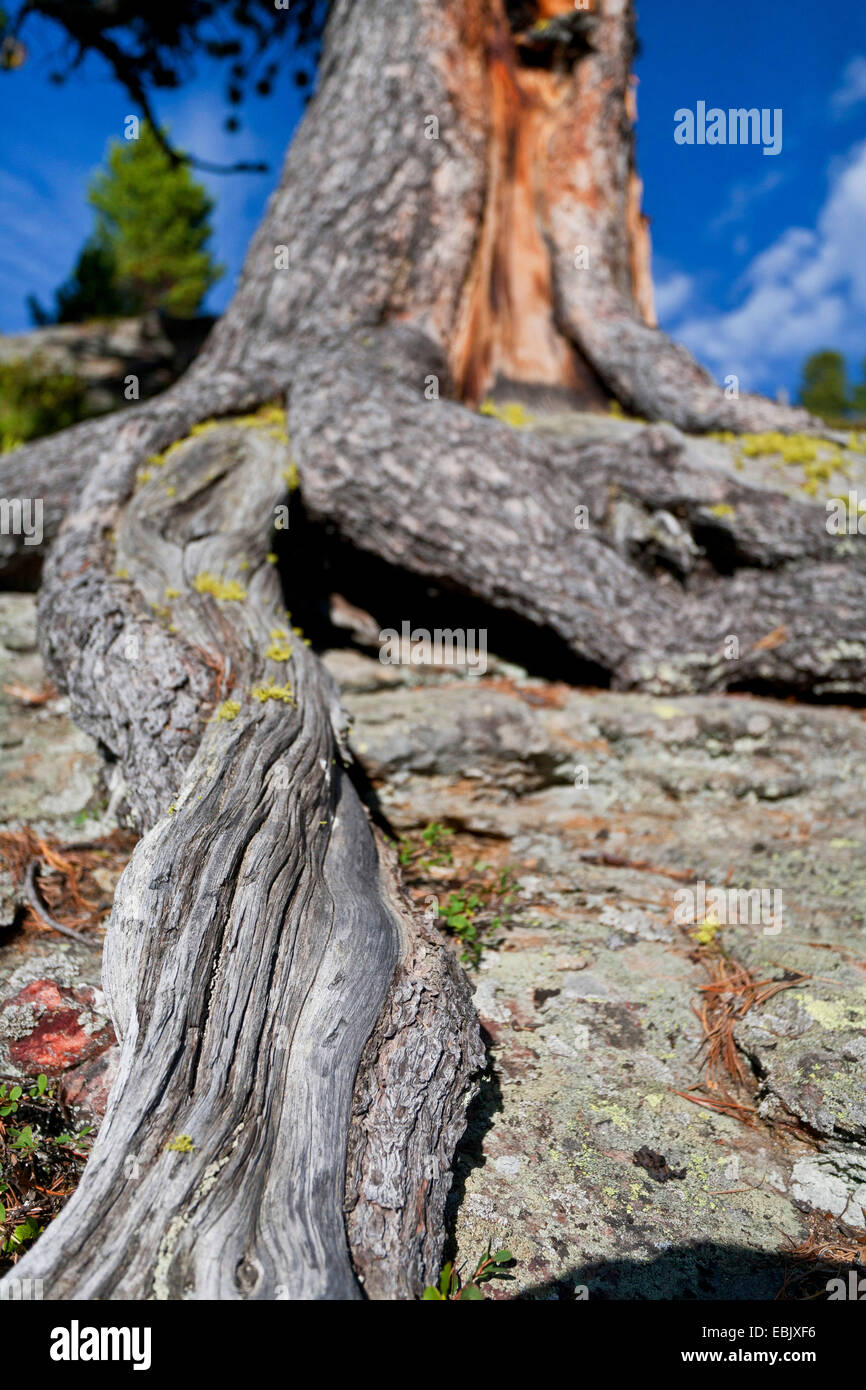 Pino silvestre, pino silvestre (Pinus sylvestris), radici che cresce su roccia su un pendio, Austria Foto Stock