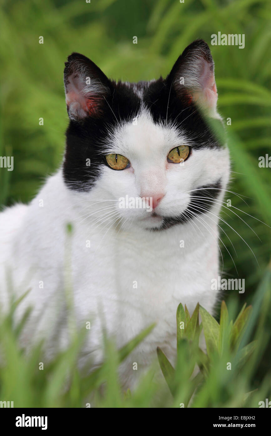 Il gatto domestico, il gatto di casa (Felis silvestris f. catus), bianco e nero gatto seduto in erba Foto Stock